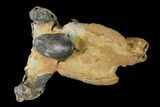 Fossil Mud Lobster (Thalassina) - Australia #141036-1